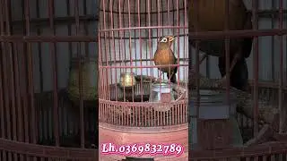 Ms.11 . Già rừng thái độ ối mẹ ơi lh.0369832789