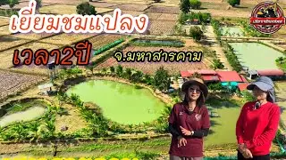 บ้านสวนวัยเกษียณ เยี่ยมชมแปลง ผ่านไป 2 ปีกว่า อำเภอโกสุมพิสัยจังหวัดมหาสารคาม