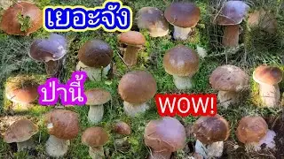 เก็บเห็ดผึ้งหวานป่าเล็กเห็ดเยอะมากเก็บอยู่ใกล้ถนน