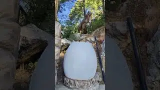 Dinosaurs emerging out of the egg || Dino Valley Islamabad