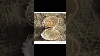 Drawing my character in a shell Part three
