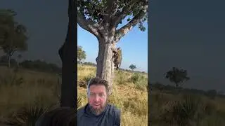 Leopard vs Hyena. Who wins?
