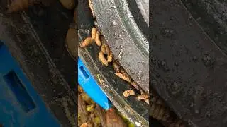 Easiest Compost making at Home using Kitchen Waste 🐛♻️🪴 #gharkikheti #compost #gardening