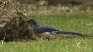 Western Scrub Jay