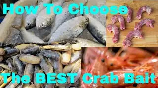 What is The Best Blue Crab Bait?  - Dock Side Chat With A Bait Expert // David Bishel