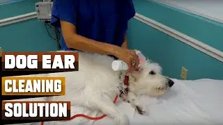 Best Dog Ear Cleaning Solutions in 2026 (Top 10 Picks)