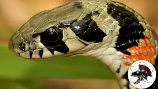 NÃO EXISTE SERPENTE VENENOSA NO BRASIL!  Rhabdophis tigrinus  | Biólogo Henrique