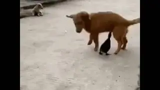 D D C D