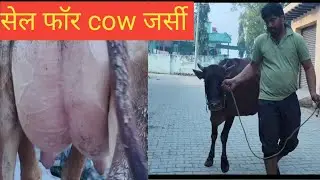 🐂 Jersey cow for sale