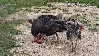 Battle for Dominance - Turkey Fight