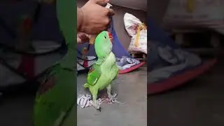 Food Hand feeding to Baby Parrot | Talking Parrot