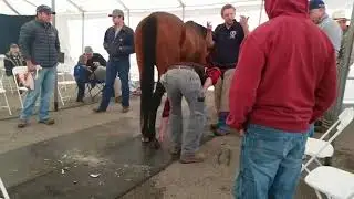 Travis Burns Stockhoff's 2017 Spring Clinic   Live Demo Part 2