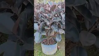 #Indian rubber plants#Burgundy plants#shorts
