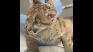 Orphaned mountain lion cubs get wellness exam at OKC Zoo