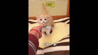 This Cat Gets Food With Bell 🔔😼 #shorts