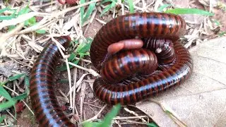 OMG Catch a Venomous Giant Millipede, Small Red Millipede..