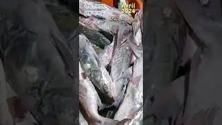 দীঘা মাছের বাজার এপ্রিল 2024 || fish price Digh mohona || fish price 2024 | #fishmarket #fish