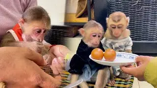 Cooking for monkey Bryan + Icy........005 | #MonkeyCuties #WildlifeMoments #SnackGoals #ViralReels