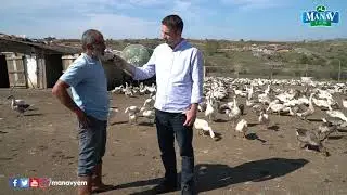 Kaz Yetiştiriciliği