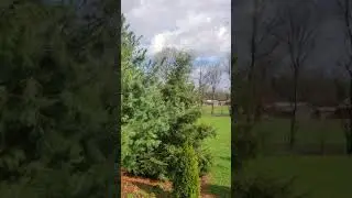 Peaceful Pastoral setting