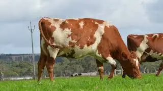 Lot 10 - Boldview Bigtime Mystery