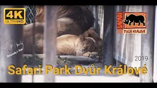 Safari Park Dvůr Králové 2019 //4K - Filip Malý