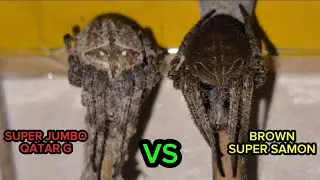 SUPER JUMBO QATAR G VS SUPER SAMON.NO LOAD LETS GO.