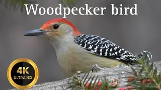 4k Video woodpecker bird and their colorful species #4kvideo