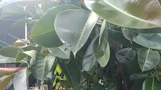 Rubber Plant