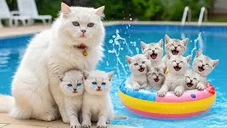 Mama Cat Helps Her Kittens Learn to Swim After Being Bullied by Friends 😿💦🏊💖 Heartwarming Story