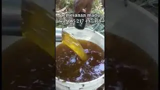 proses panen madu randu aroma fresh kuat #shorts #youtubeshorts #madumurnialami