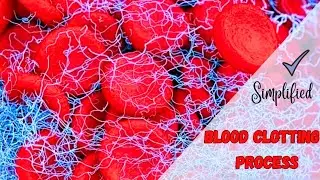 How Platelets Bring about BLOOD CLOTTING I KCSE Biology Form 2