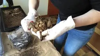 Waking up Dahlias - Part 1