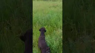 Охота на дупеля 2023 / Great snipe hunting 2023