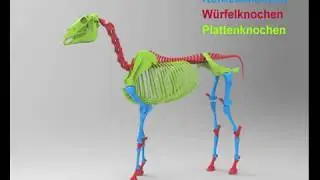 Lehrfilme Ausbildung Tierheilpraktiker