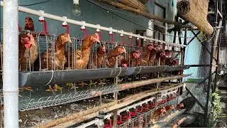 TERNAK AYAM PETELUR SKALA RUMAHAN