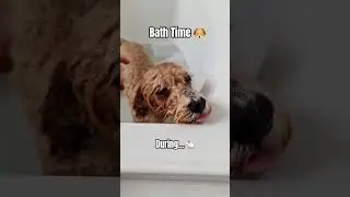 Cute Puppy Bath Time 🐶 #puppy #dog #poochon