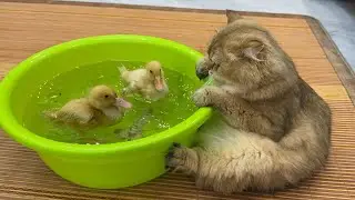 funny cat invites the duckling to catch mice together😂!cute duckling tries to teach the cat to swim