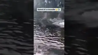 Crocodile keeps up with BOAT...☠️☠️☠️.. Scary #highlights #nature