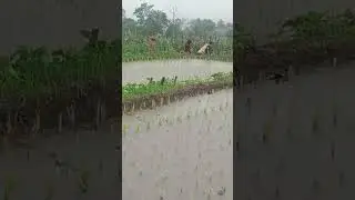 Hujan rincik - rincik di pedesaan ( Light rain in the countryside) #rain#rainyday #suasanayangindah