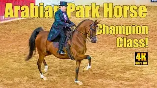 Чемпионат по арабским скакунам на выставке арабских лошадей в Скоттсдейле
