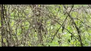 Canada warbler sings in shrubs.