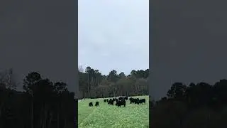 Heifers grazing cool-season forages research study in Blackville, SC #farming #foragedrops #forages