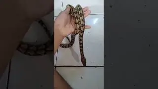 retic tiger classic #snake #fypシ゚viral #music #shorts