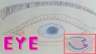 Eye