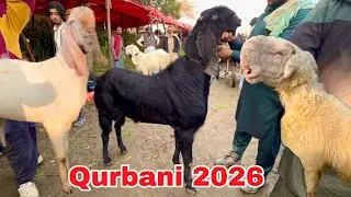 Rajanpuri Desi Bakre Sindhi Mundre Chatre | Kitne Ka Liya Qurbani Ka Janwar | LAHORI SHAUK 