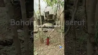 Bahan bonsai serut grouping