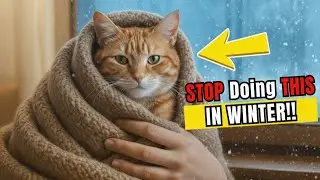 10 Winter Mistakes Cat Owners Make That Can Harm Their Cats