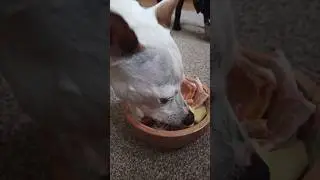Dog food ASMR #pet #asmr #raw #dog #dogfood #skuli #barf
