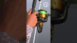 LEGEND&Aacute;S HARCS&Aacute;S VIZEKEN 6. r&eacute;sz - Pelletes harcsahorg&aacute;szat #fishing #predator #catfish #haldorado